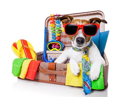 funny luggage - summer vacation dog in bag full of holiday items Stock Photo - Budget Royalty-Free & Subscription, Code: 400-06916506