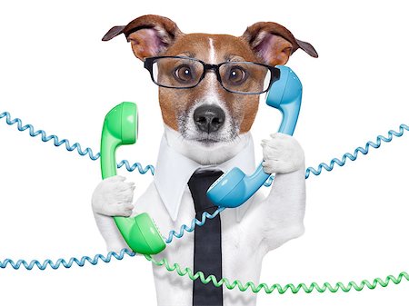 dog tangled in  a telephone and cable chaos Stock Photo - Budget Royalty-Free & Subscription, Code: 400-06916500