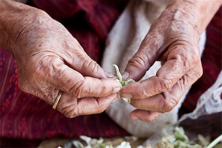 grandmother is working on some flowers. Stock Photo - Budget Royalty-Free & Subscription, Code: 400-06917581