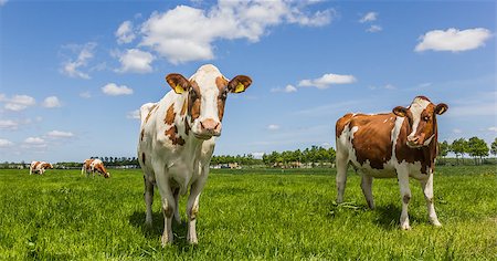 dutch cow pictures - White and brown cows in a green meadow Stock Photo - Budget Royalty-Free & Subscription, Code: 400-06919076