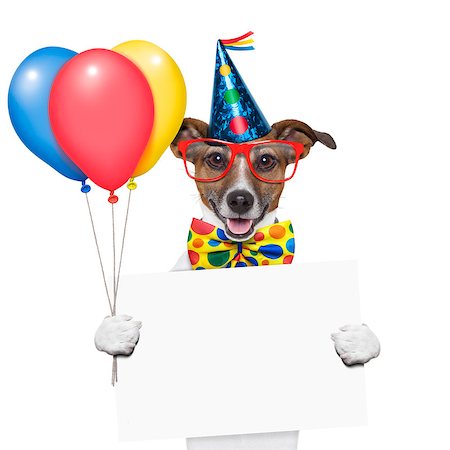 birthday dog with balloons and a white placard Stock Photo - Budget Royalty-Free & Subscription, Code: 400-06919462