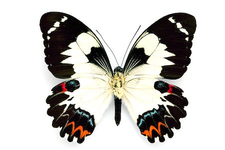 simsearch:400-06101053,k - Butterfly series - Rare Beautiful Butterfly isolated on white background Photographie de stock - Aubaine LD & Abonnement, Code: 400-06913186