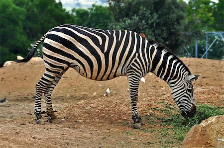 Zebra feeding on grass. Wild animal at the zoo. Stock Photo - Budget Royalty-Free & Subscription, Code: 400-06925249