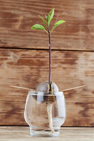 Avocado seed with root and sppprout with leaves in glass with water â?? fourth growth stage of avocado plant Stock Photo - Budget Royalty-Free & Subscription, Code: 400-06926163