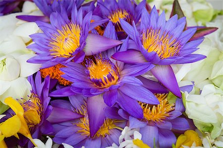 Fresh flue star water lily or star lotus flower Photographie de stock - Aubaine LD & Abonnement, Code: 400-06927210