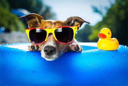 dog in heat - dog on  blue air mattress  in water refreshing Foto de stock - Super Valor sin royalties y Suscripción, Código: 400-06928411