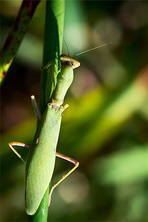 simsearch:400-04698964,k - Mantis in green leaves, selective focus on predator's eyes Photographie de stock - Aubaine LD & Abonnement, Code: 400-06928557