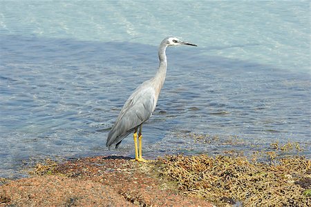 White-faced Heron, Freycinet National Park, Tasmania, Australia Stock Photo - Budget Royalty-Free & Subscription, Code: 400-06928566