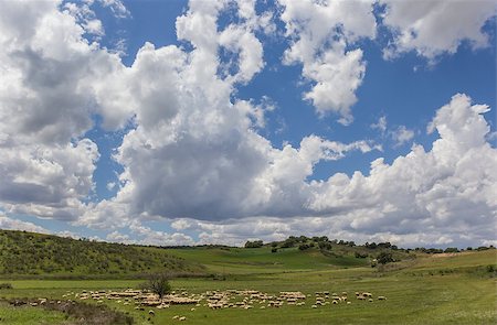 simsearch:400-05724021,k - Herd of Andalusian sheep grazing in a green meadow Stock Photo - Budget Royalty-Free & Subscription, Code: 400-06929268