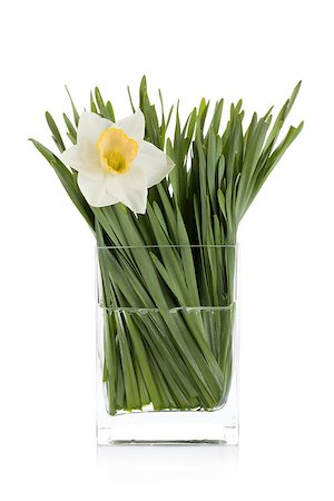White daffodil in glass vase. Isolated on white background Stock Photo - Budget Royalty-Free & Subscription, Code: 400-06920704