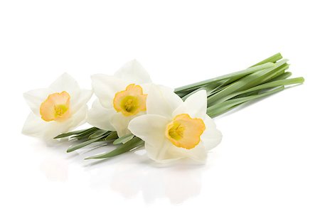 Three lying daffodils. Isolated on white background Stock Photo - Budget Royalty-Free & Subscription, Code: 400-06920700