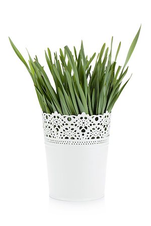 Green grass in flowerpot. Isolated on white background Stock Photo - Budget Royalty-Free & Subscription, Code: 400-06920701