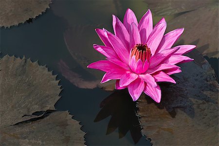 Flower fuchsia-colored Nymphaea nouchali star lotus or water lily in water pond Stock Photo - Budget Royalty-Free & Subscription, Code: 400-06921171