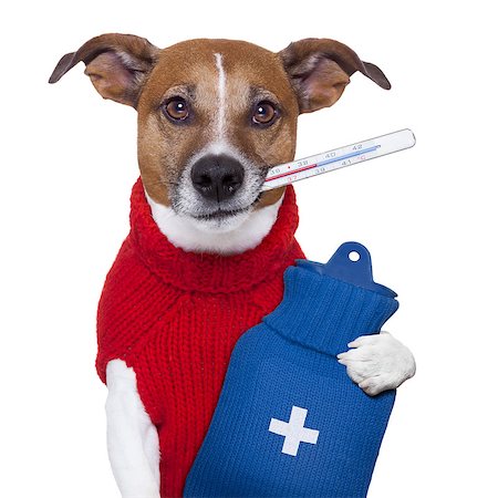 sick ill cold dog  with fever and hot water bottle Stock Photo - Budget Royalty-Free & Subscription, Code: 400-06922698