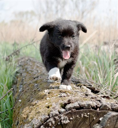 dog running in the summer - Puppy runs on a log, sunny day, a black suit of a puppy Stock Photo - Budget Royalty-Free & Subscription, Code: 400-06946635