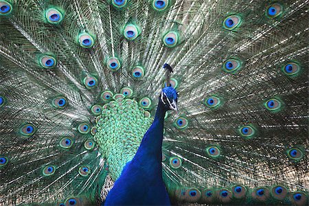 Portrait of beautiful peacock with feathers out Stock Photo - Budget Royalty-Free & Subscription, Code: 400-06946871