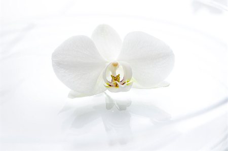 spa water background pictures - White orchid flower floating on the water. Nice relaxation concept. Stock Photo - Budget Royalty-Free & Subscription, Code: 400-06947289