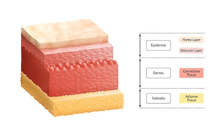 Cross-section illustration of human skin, composed of three primary layers: epidermis, dermis and subcutis. Stock Photo - Budget Royalty-Free & Subscription, Code: 400-06948822