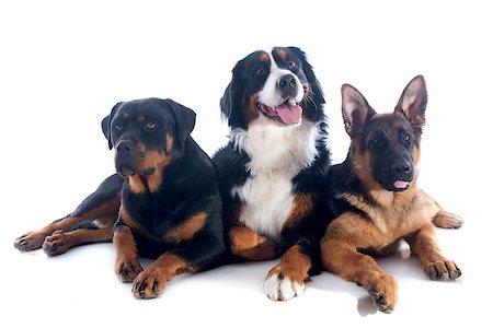 portrait of a purebred bernese mountain dog, rottweiler and german shepherd  in front of white background Stock Photo - Budget Royalty-Free & Subscription, Code: 400-06949763