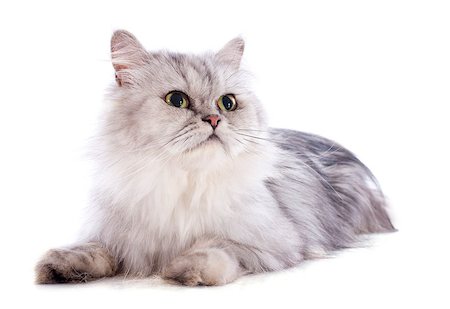 simsearch:400-06391487,k - persian cat in front of a white background Stock Photo - Budget Royalty-Free & Subscription, Code: 400-06949815