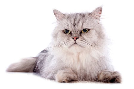 simsearch:400-06391487,k - persian cat in front of a white background Stock Photo - Budget Royalty-Free & Subscription, Code: 400-06949816
