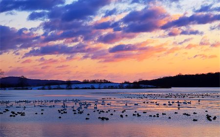 simsearch:400-06408905,k - Tundra Swans and Canadian Geese resting on a partly frozen lake at sunrise. Stock Photo - Budget Royalty-Free & Subscription, Code: 400-06954060