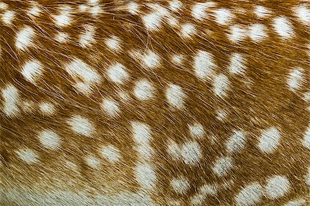 White-Tailed Deer texture Stock Photo - Budget Royalty-Free & Subscription, Code: 400-06954389