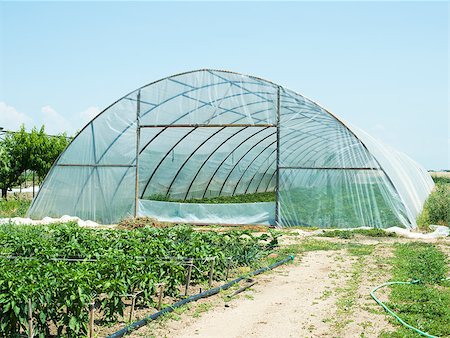 simsearch:400-04882980,k - Greenhouses plantations Photographie de stock - Aubaine LD & Abonnement, Code: 400-06950065
