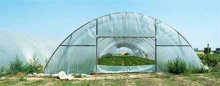 simsearch:400-04882980,k - Greenhouses plantations Photographie de stock - Aubaine LD & Abonnement, Code: 400-06950066
