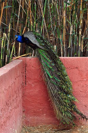 Peacock with long tail and colorful iridescent plumage. Bird sitting on wall. Stock Photo - Budget Royalty-Free & Subscription, Code: 400-06950421