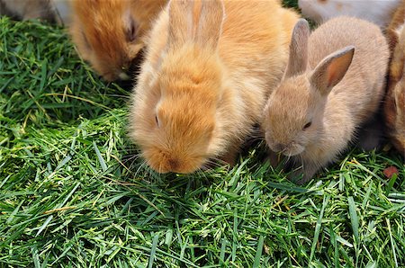Rabbit family feeding on grass. Cute animals background. Stock Photo - Budget Royalty-Free & Subscription, Code: 400-06950423
