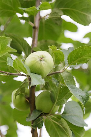 simsearch:846-03164224,k - growing apple on the tree, organic food Stock Photo - Budget Royalty-Free & Subscription, Code: 400-06950438