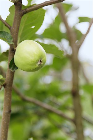 simsearch:846-03164224,k - growing apple on the tree, organic food Stock Photo - Budget Royalty-Free & Subscription, Code: 400-06950439