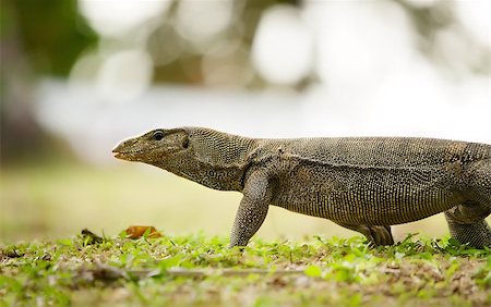 banded monitor lizard walking on a land Stock Photo - Budget Royalty-Free & Subscription, Code: 400-06950833