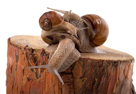 escargot - Snails on top of one another, on pine tree stump Stock Photo - Budget Royalty-Free & Subscription, Code: 400-06951492