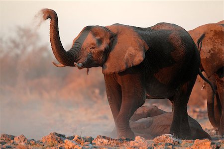 ecoshow (artist) - African elephants (Loxodonta africana) covered in dust, Etosha National Park, Namibia Stock Photo - Budget Royalty-Free & Subscription, Code: 400-06952864
