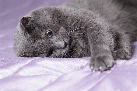 playful british shorthair cat close up portrait, on bed Stock Photo - Budget Royalty-Free & Subscription, Code: 400-06953021