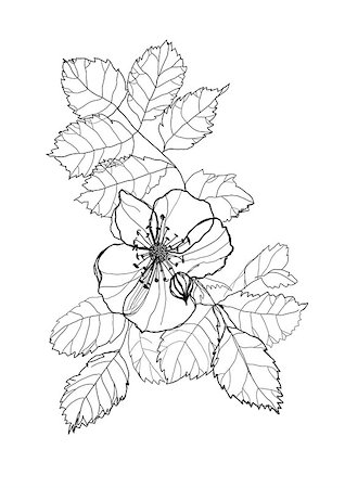 simsearch:400-04776674,k - dog-rose flower pencil drawing on white background Stock Photo - Budget Royalty-Free & Subscription, Code: 400-07034914