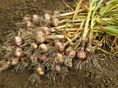 dleonis (artist) - fresh harvested garlic on the ground Stock Photo - Budget Royalty-Free & Subscription, Code: 400-07035842