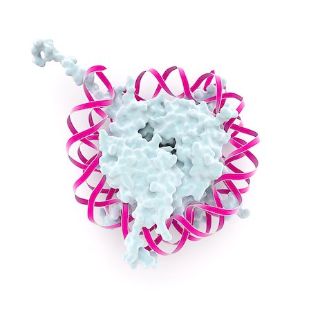 polymer - Structure of a nucleosome which are the repeating subunits of chromatin seen as beads on a DNA strand under the electronmicroscope and which consist of a DNA chain coiled around a core of histones Stock Photo - Budget Royalty-Free & Subscription, Code: 400-07037532