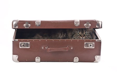 Cat in the old vintage suitcase over white background Stock Photo - Budget Royalty-Free & Subscription, Code: 400-07038999