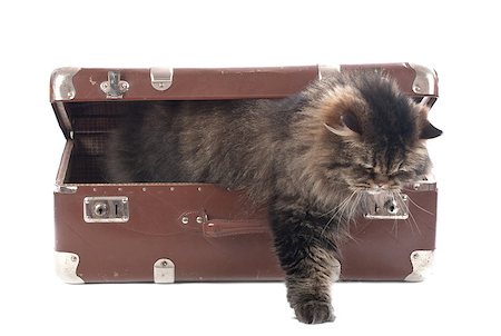 Cat gets out of an vintage suitcase over white Stock Photo - Budget Royalty-Free & Subscription, Code: 400-07039000