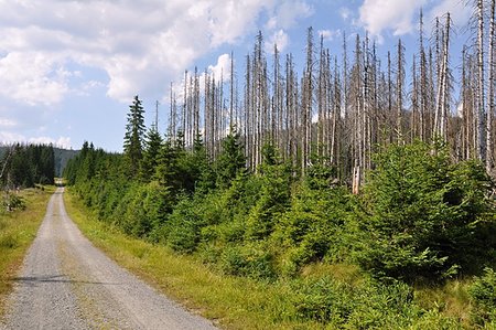 simsearch:673-02801432,k - Damaged environment - forest destroyed by bark beetle Stock Photo - Budget Royalty-Free & Subscription, Code: 400-07039424