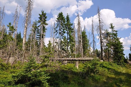 simsearch:673-02801432,k - Damaged environment - forest destroyed by bark beetle Stock Photo - Budget Royalty-Free & Subscription, Code: 400-07039425