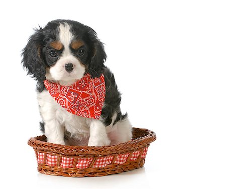 puppy - cavalier king charles spaniel puppy sitting in a basket isolated on white background - 7 weeks old Stock Photo - Budget Royalty-Free & Subscription, Code: 400-07044027