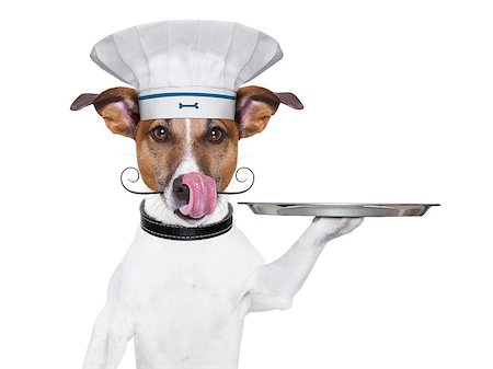cook dog holding a serving tray with cover Stock Photo - Budget Royalty-Free & Subscription, Code: 400-07045417