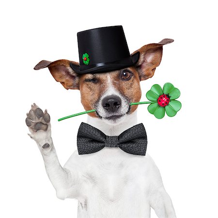 good luck chimney sweeper dog with hat and clover Stock Photo - Budget Royalty-Free & Subscription, Code: 400-07045422