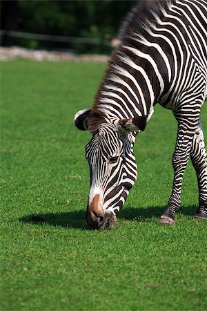 Closeup portrait of zebra eating green grass Stock Photo - Budget Royalty-Free & Subscription, Code: 400-07045949