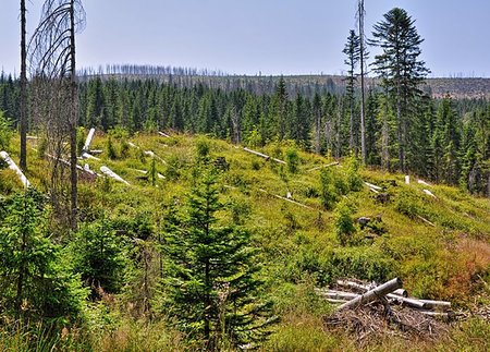 simsearch:673-02801432,k - Damaged environment - forest destroyed by bark beetle Stock Photo - Budget Royalty-Free & Subscription, Code: 400-07047732