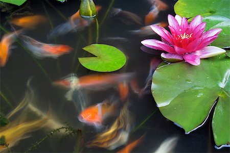 painterly - Koi Fish Swimming in Pond with Water Lily Flower and Lilypad Long Exposure Foto de stock - Super Valor sin royalties y Suscripción, Código: 400-07040094